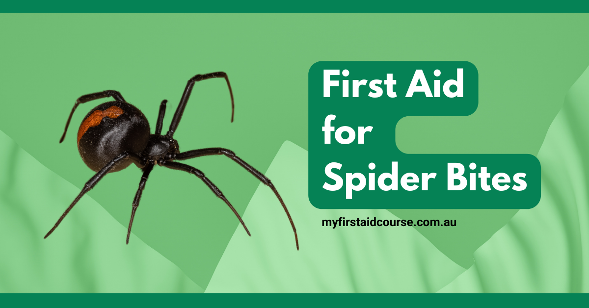 First Aid for Spider Bites in Brisbane: Essential Guide for Australian Spiders